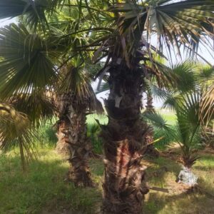 Export quality Palm