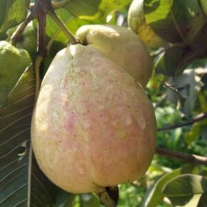 امپورٹ کوالٹی امرود پنیری