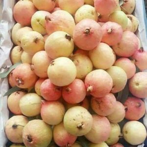 چائنیز گولہ امپورٹ کوالٹی