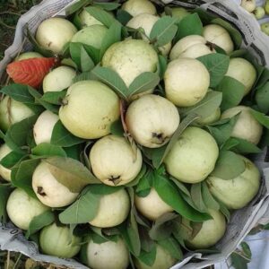 چائنہ گولہ پنیری