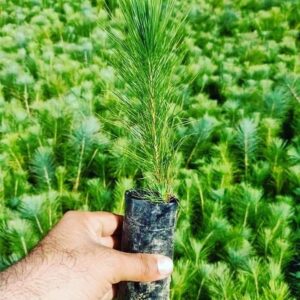 Pine baby plants