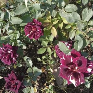 English Roses