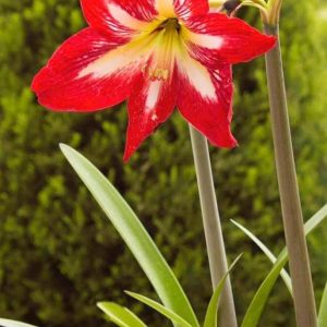Amaryllis bulbs