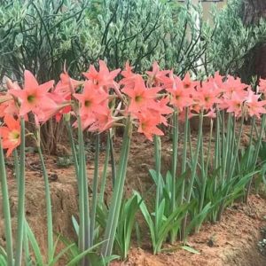 Amaryllis bulbs
