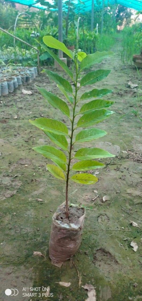 Shreffa plant – Pak Plants