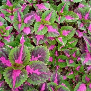 Coleus Plant