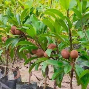 Lychee plants
