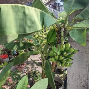 Banana plant