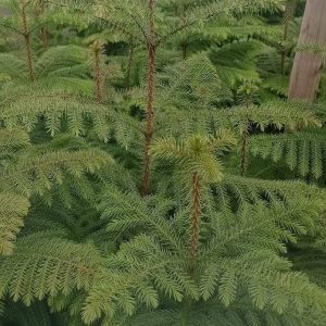 Aerocaria plants