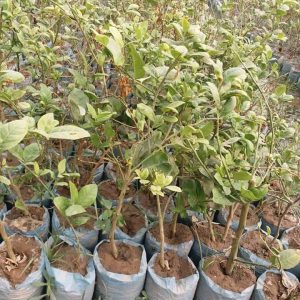 Fb Img 1717134753916