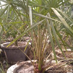 Fb Img 1717134810953