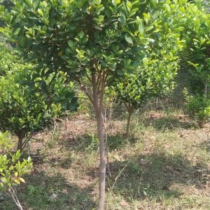 Fb Img 1717134840504