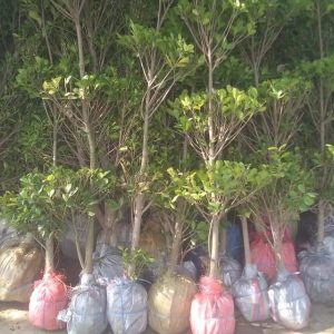 Fb Img 1717134855758