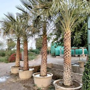 Fb Img 1717138265471