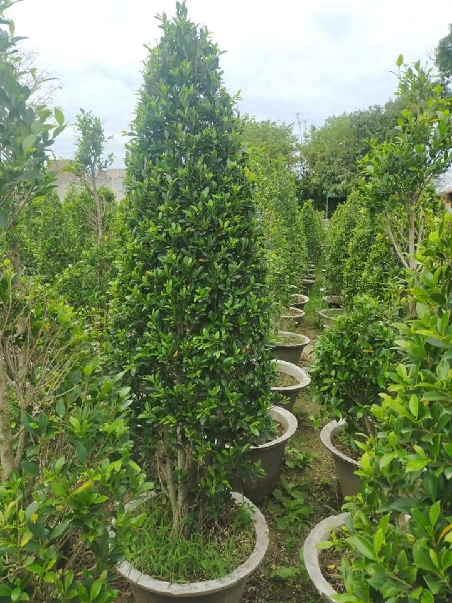 Cone ficus – Pak Plants