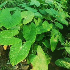 Fb Img 1717138363575