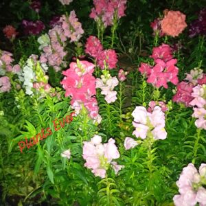 Antirrhinum Flowers