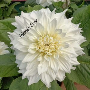 White Dhalia