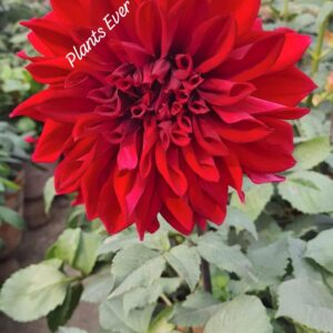 Red Dhalia