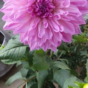 Indian Dhalia