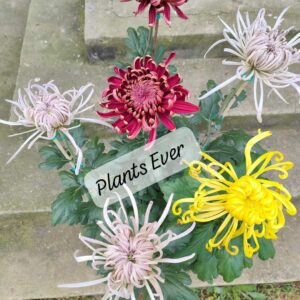 Important Chrysanthemum