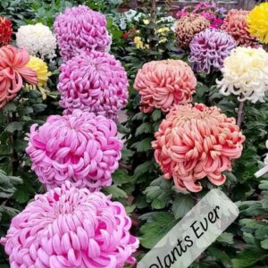 Hybrid Chrysanthemum