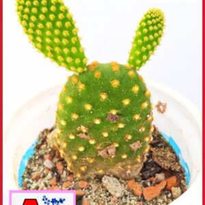 Bunny Ears (Yellow Spines)