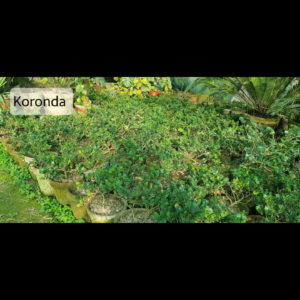 Kronda plants