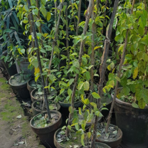 Golden Shawer vine