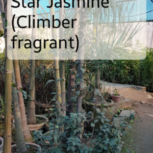 Star jasmine climbing