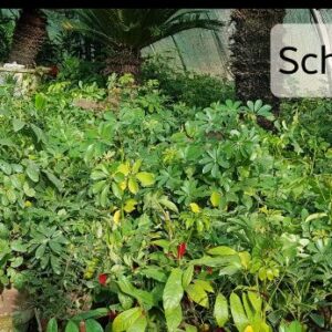 Sheflera plants