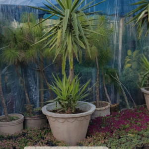 Yucca plant