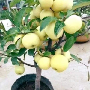 Yellow Apple