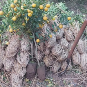China lemon