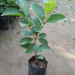 Chaini ghola Amrood