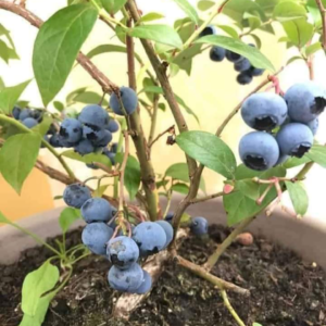 Blue Barry