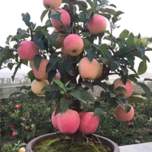 Hybrid Apple