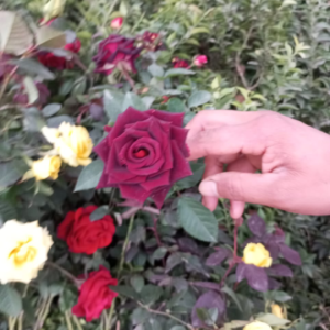 Grafted Rose