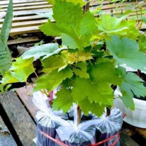 Hybrid Grapes vine