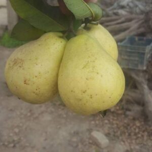 سدا بہار صراحی