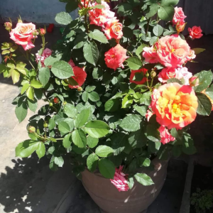 English Rose