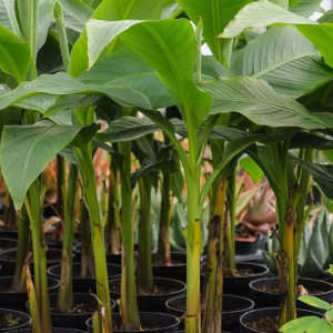 Banana plant