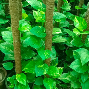 Screenshot 20240527 110407