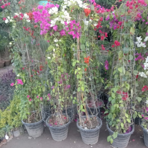 Screenshot 20240527 110446