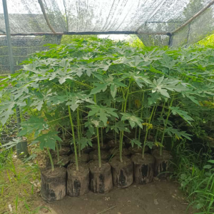 Screenshot 20240527 110502