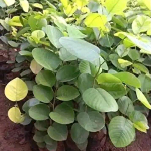 Screenshot 20240527 110515