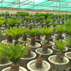 Cropped Screenshot 20240531 105213.png