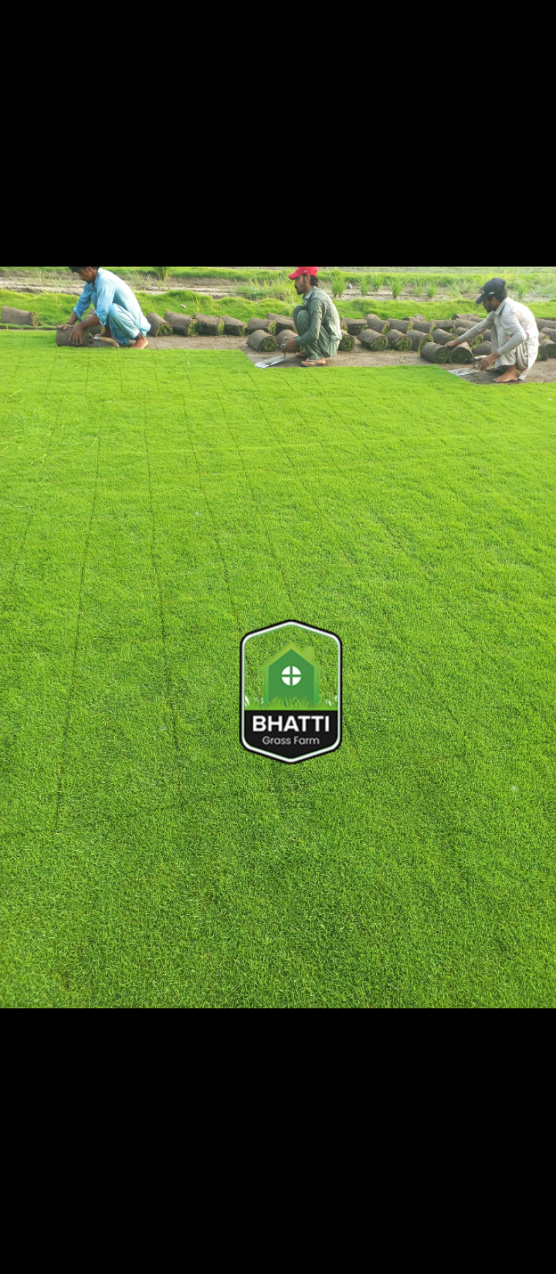 Carpet Grass Pak Plants