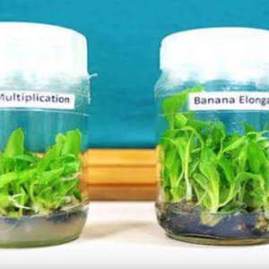 Figure Different Stages Of Banana Tissue Culture