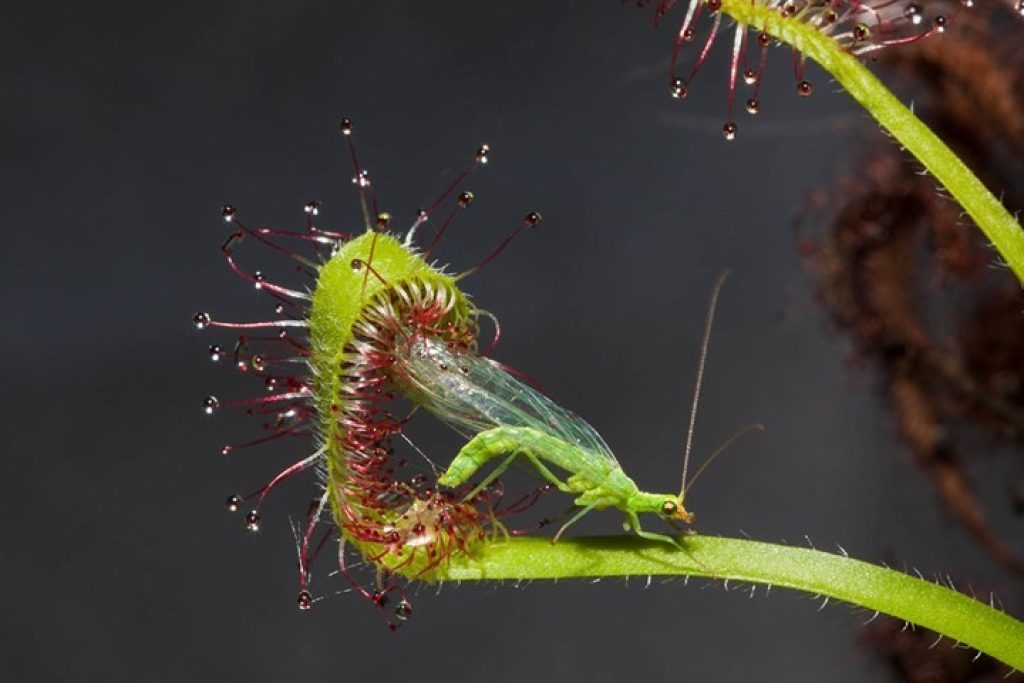 Plant Flypaper Traps